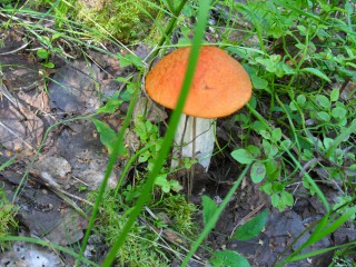 SDC12609.JPG
