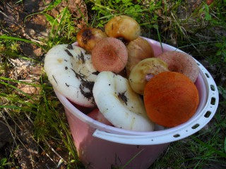 SDC12610.JPG