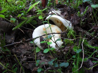 SDC12617.JPG