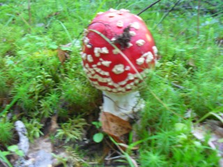 SDC12619.JPG