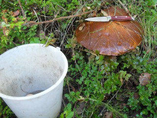 SDC12621.JPG