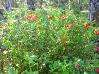 SDC12626.JPG