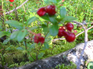 SDC12628.JPG